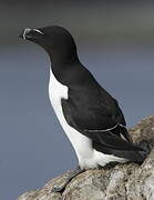 Razorbill