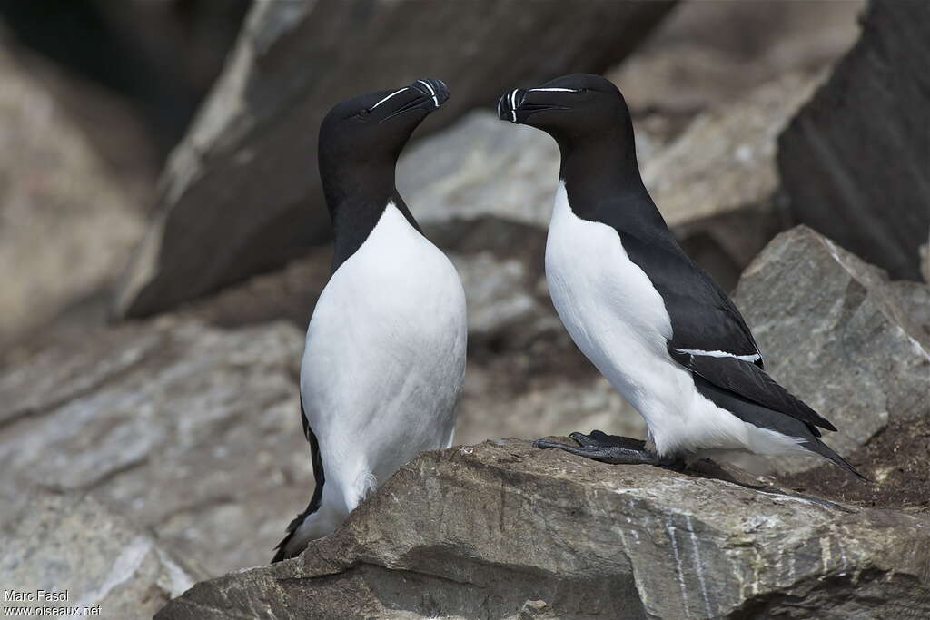 Pingouin tordaadulte nuptial, habitat, Comportement