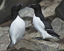 Razorbill