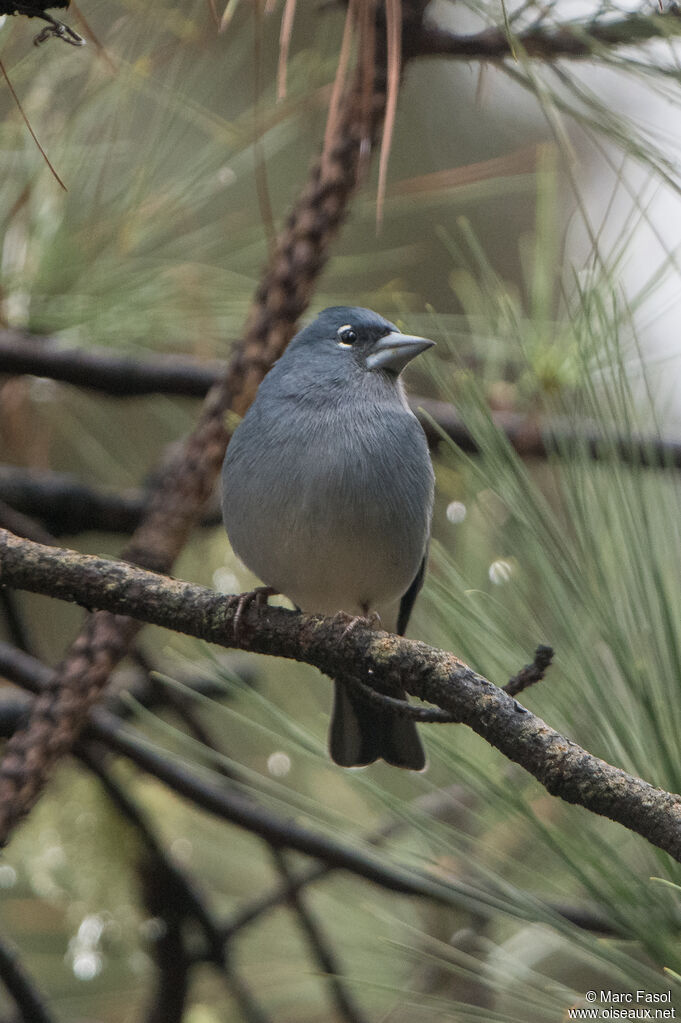 Pinson bleu mâle adulte