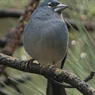 Pinson bleu