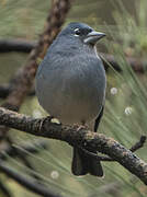 Tenerife Blue Chaffinch