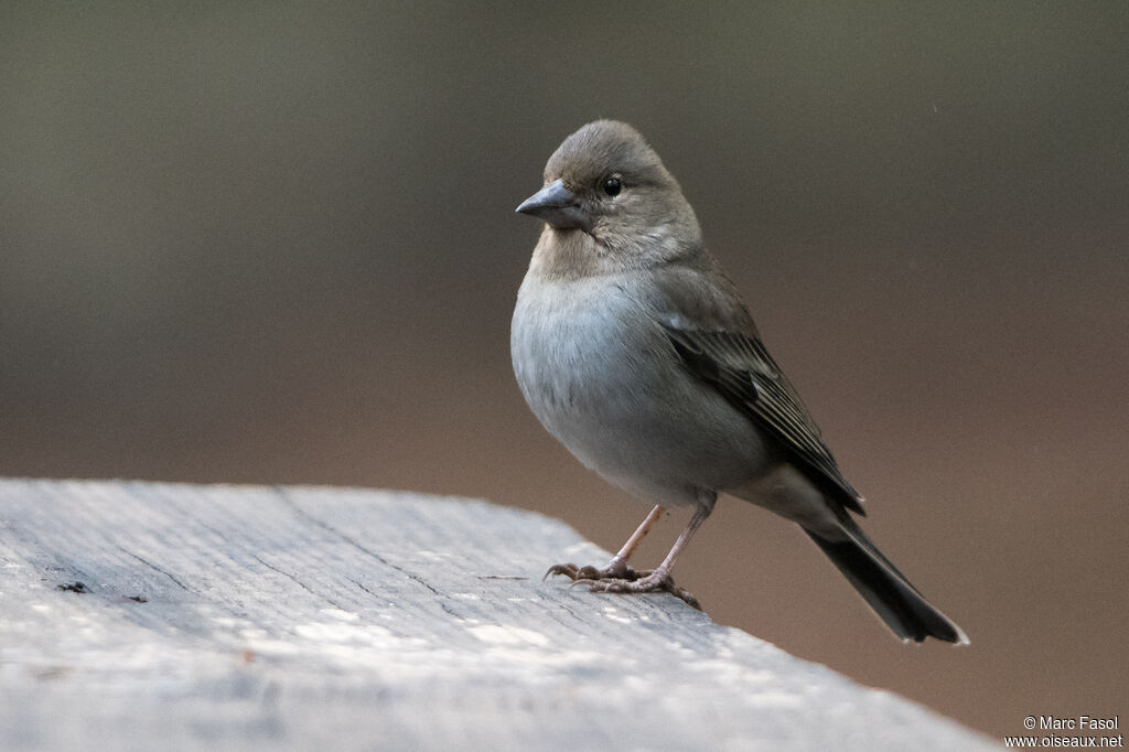 Tenerife Blue Chaffinch female adult post breeding, identification