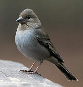 Tenerife Blue Chaffinch