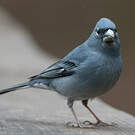 Pinson bleu