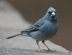 Tenerife Blue Chaffinch