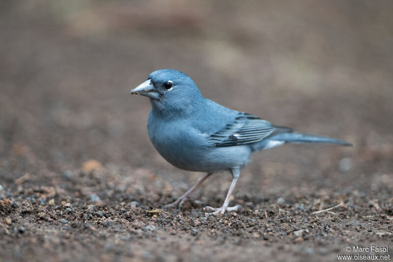 Pinson bleu mâle adulte, identification