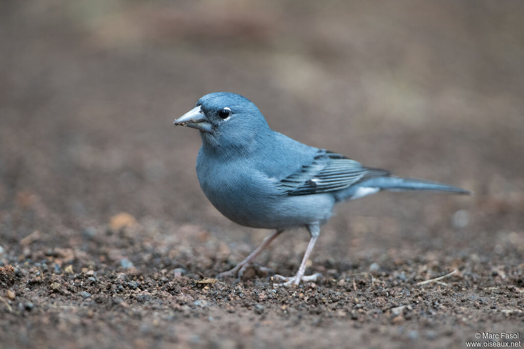 Tenerife Blue Chaffinch male adult, identification