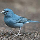 Pinson bleu