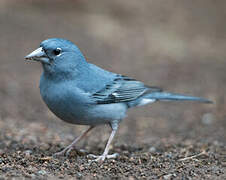 Tenerife Blue Chaffinch