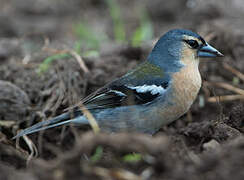 Azores Chaffinch