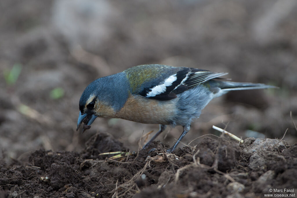 Azores Chaffinch male, feeding habits, eats