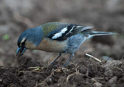 Pinson des Açores