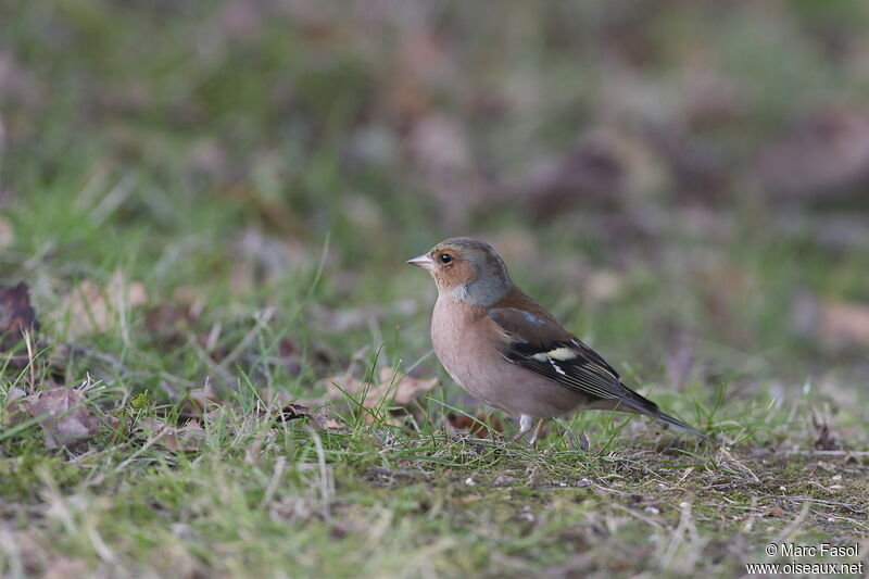 Common Chaffinch male adult, identification, Behaviour