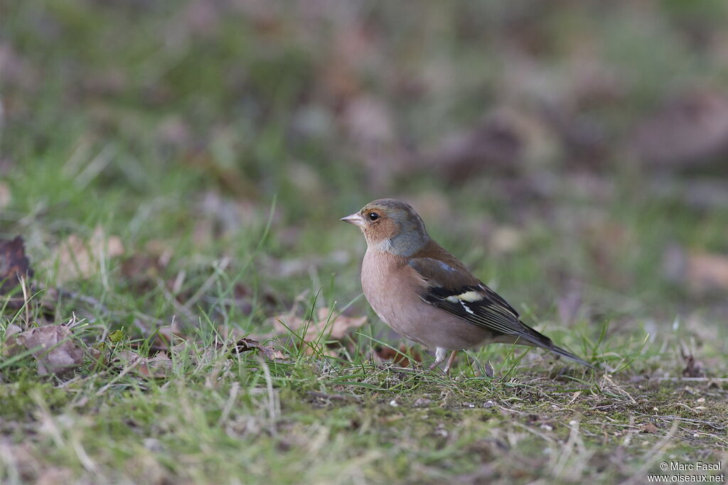 Eurasian Chaffinch male adult, identification, Behaviour