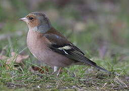 Eurasian Chaffinch