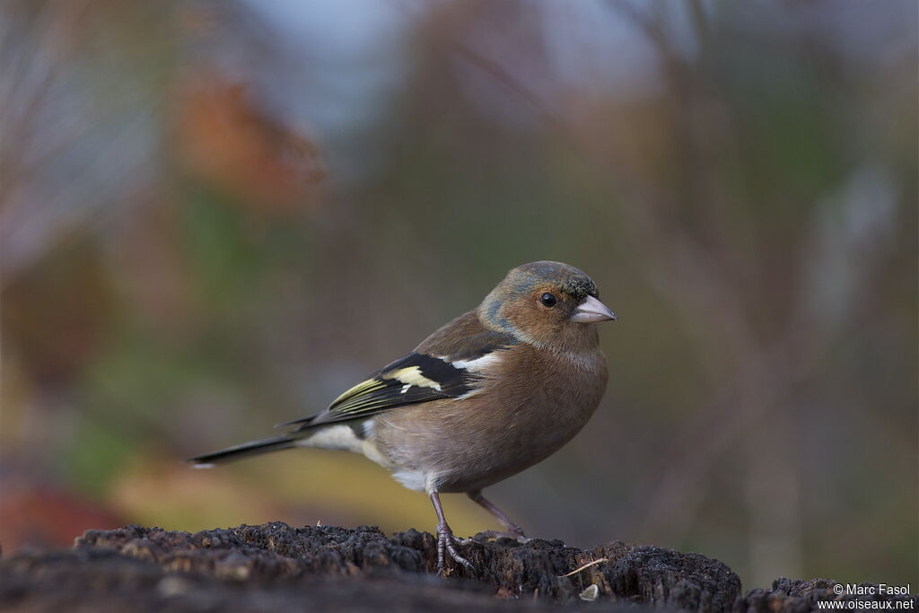 Common Chaffinch male adult post breeding, identification