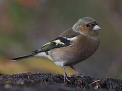 Eurasian Chaffinch