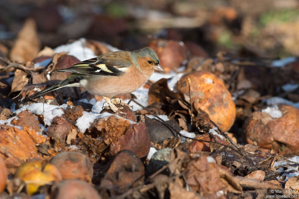 Eurasian Chaffinch male adult post breeding