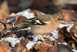 Eurasian Chaffinch