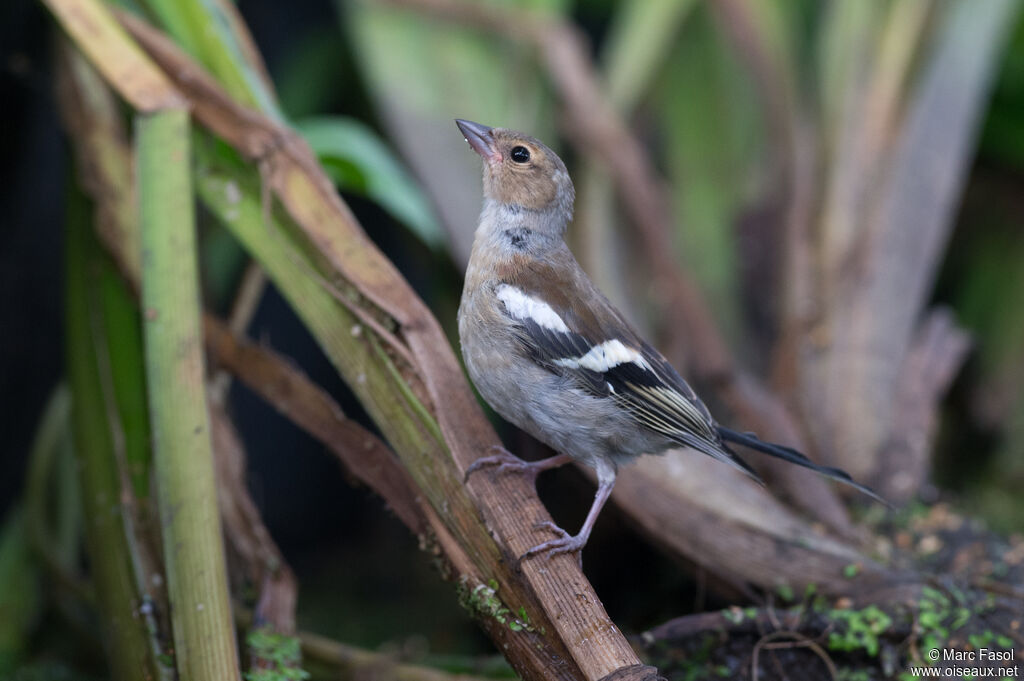 Eurasian Chaffinchjuvenile