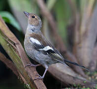 Eurasian Chaffinch