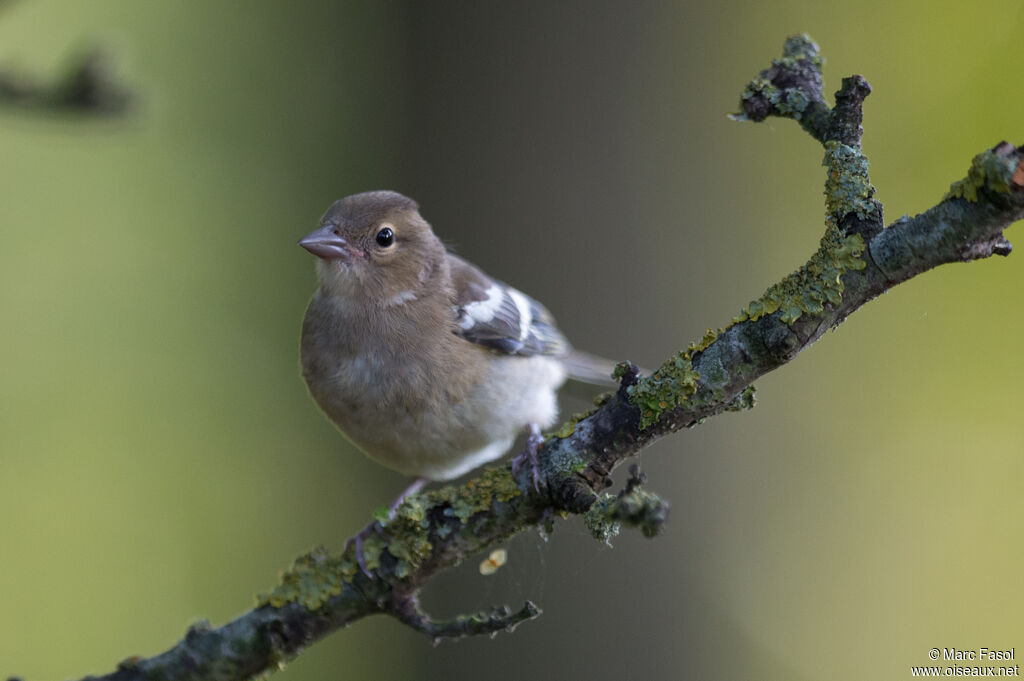 Pinson des arbresjuvénile, identification