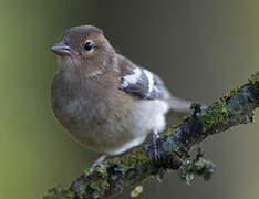 Eurasian Chaffinch