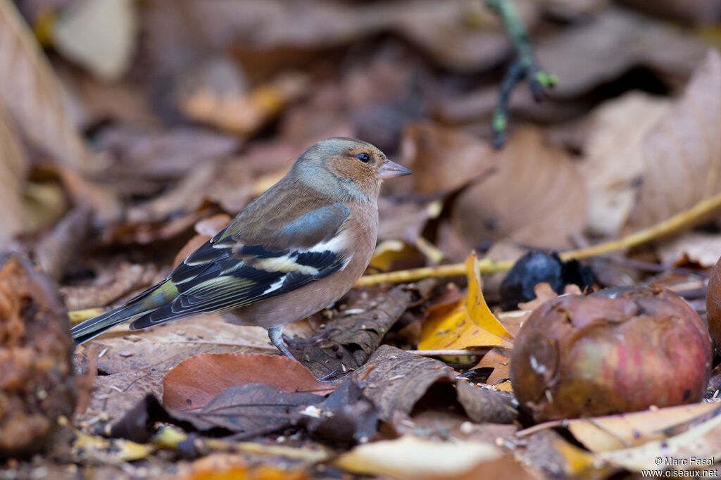 Common Chaffinch male adult post breeding, identification