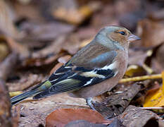 Eurasian Chaffinch