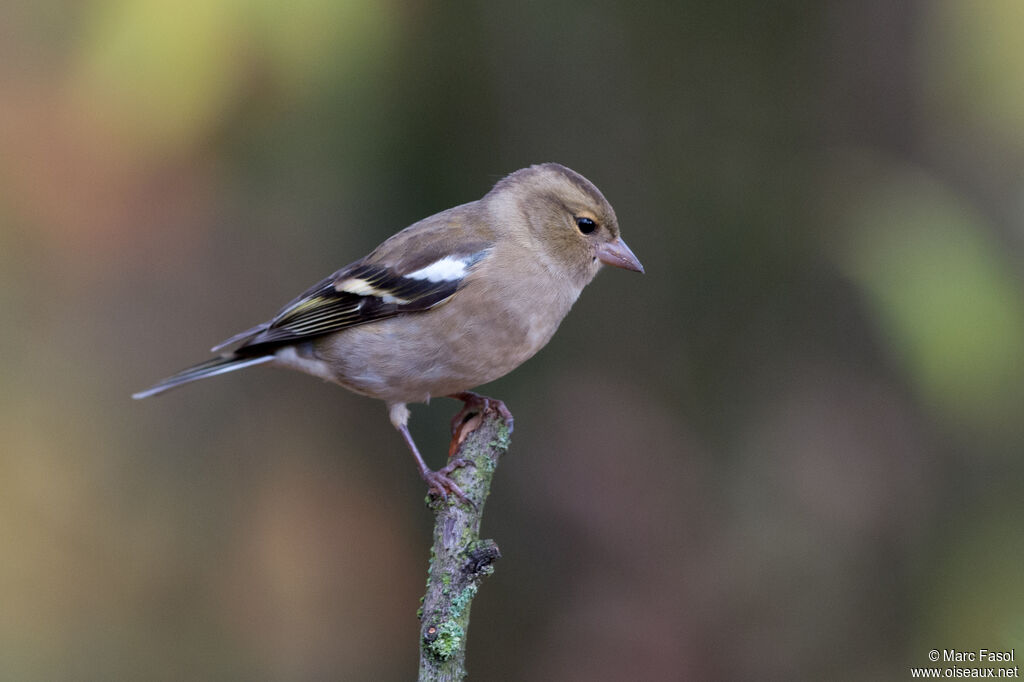 Eurasian Chaffinch female adult, identification