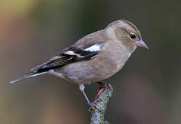 Eurasian Chaffinch