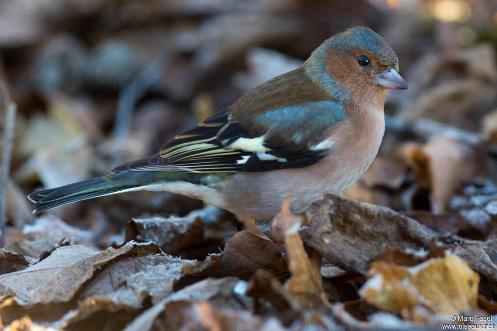 Common Chaffinch male adult post breeding, identification