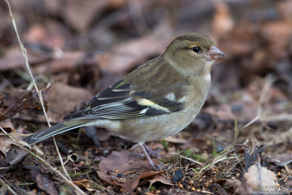 Pinson des arbres femelle adulte internuptial, identification