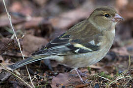 Common Chaffinch