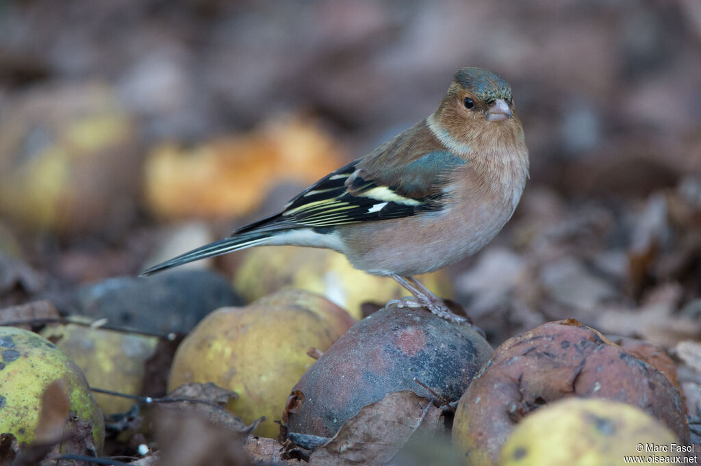 Common Chaffinch male adult post breeding, identification