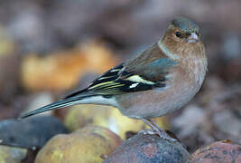 Eurasian Chaffinch