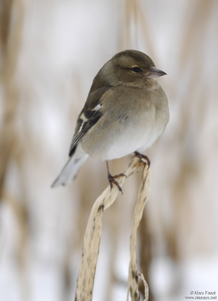 Eurasian Chaffinch female, identification