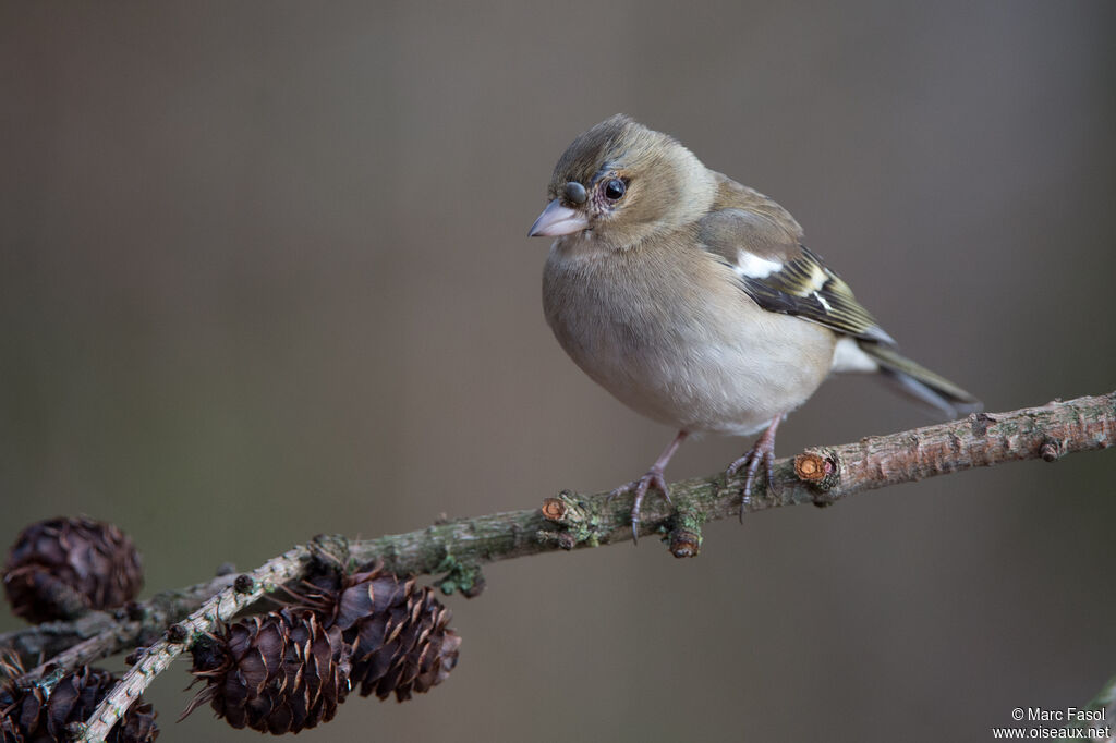 Eurasian Chaffinch female adult post breeding