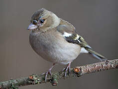 Common Chaffinch