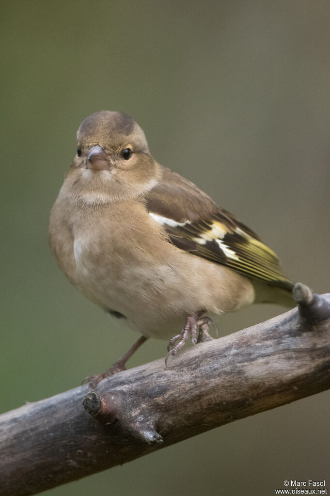 Pinson des arbres mâle, régime, mange