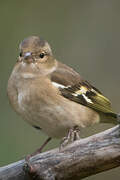 Common Chaffinch