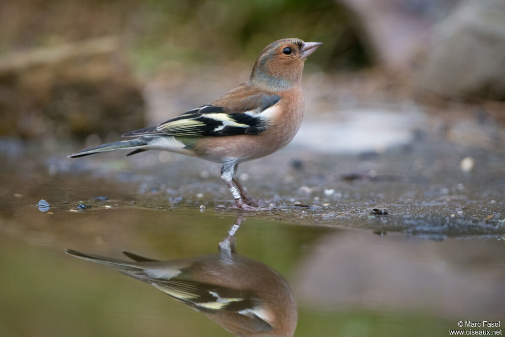 Eurasian Chaffinch male adult