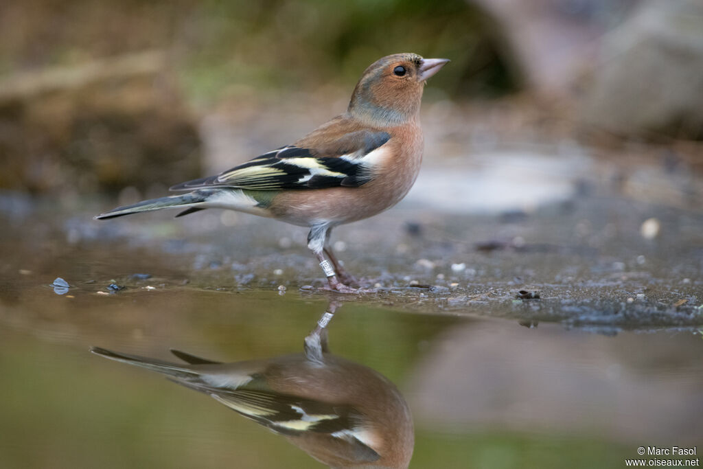 Eurasian Chaffinch male adult, identification