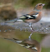 Common Chaffinch