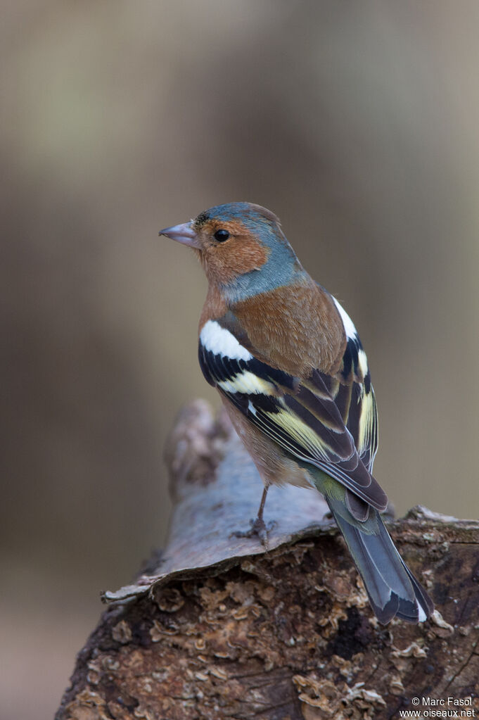 Common Chaffinch male adult, identification