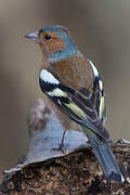 Eurasian Chaffinch