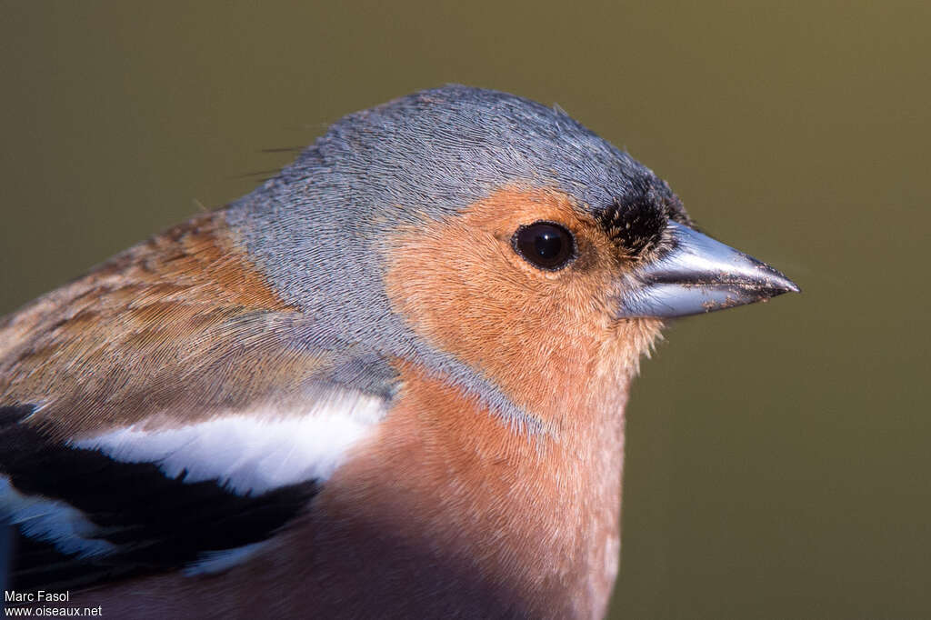 Common Chaffinch male adult, close-up portrait