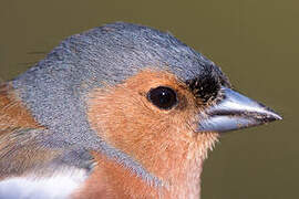 Common Chaffinch