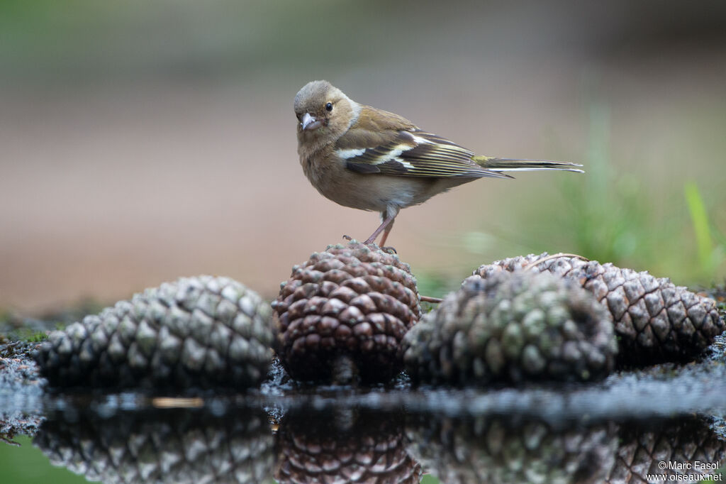 Common Chaffinch female adult, identification